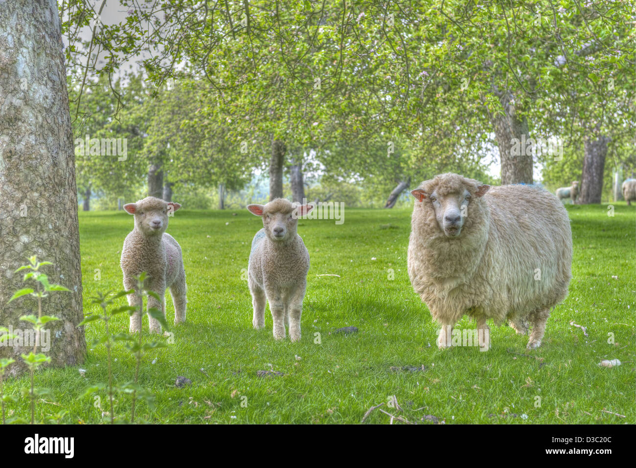 Original Apple Orchard des alten Stils. Schafe weiden Stockfoto