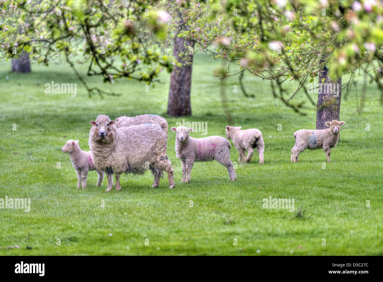 Original Apple Orchard des alten Stils. Schafe weiden Stockfoto