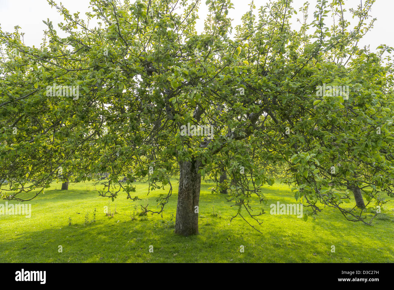 Original Apple Orchard des alten Stils. Stockfoto