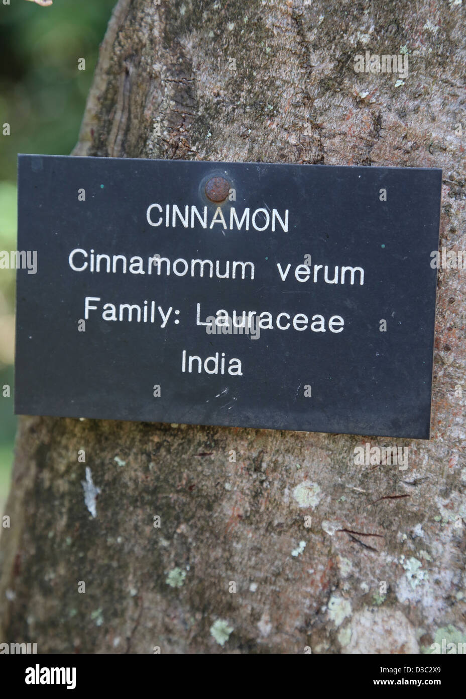 ZIMTBAUM, BOTANISCHE GÄRTEN, ST. VINCENT, CARIBBEAN Stockfoto