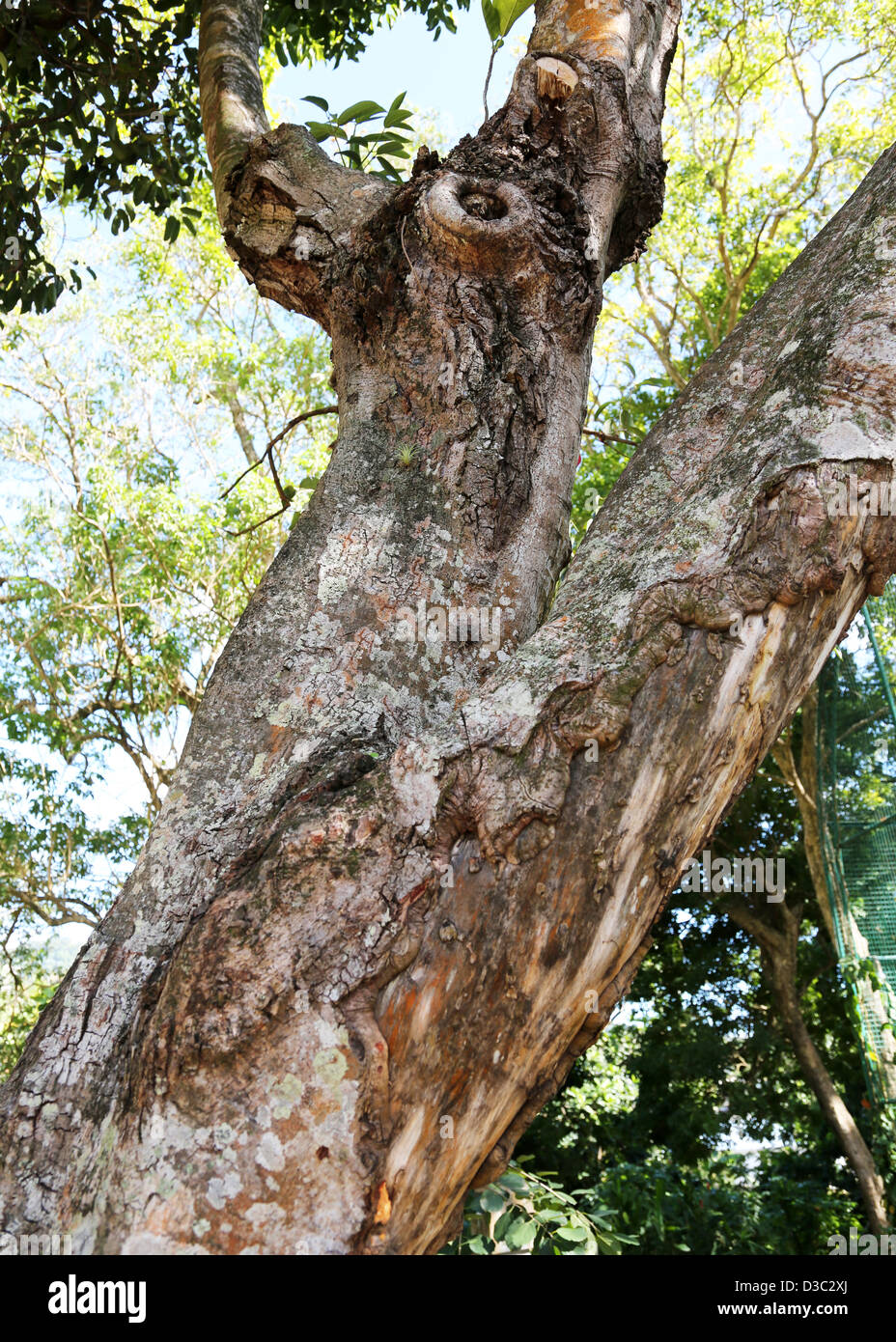 ZIMT RINDE AUF BAUM Stockfoto