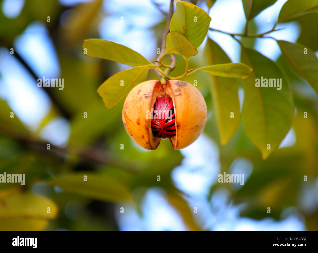 WACHSENDE MUSKATNUSS, TORTOLA Stockfoto