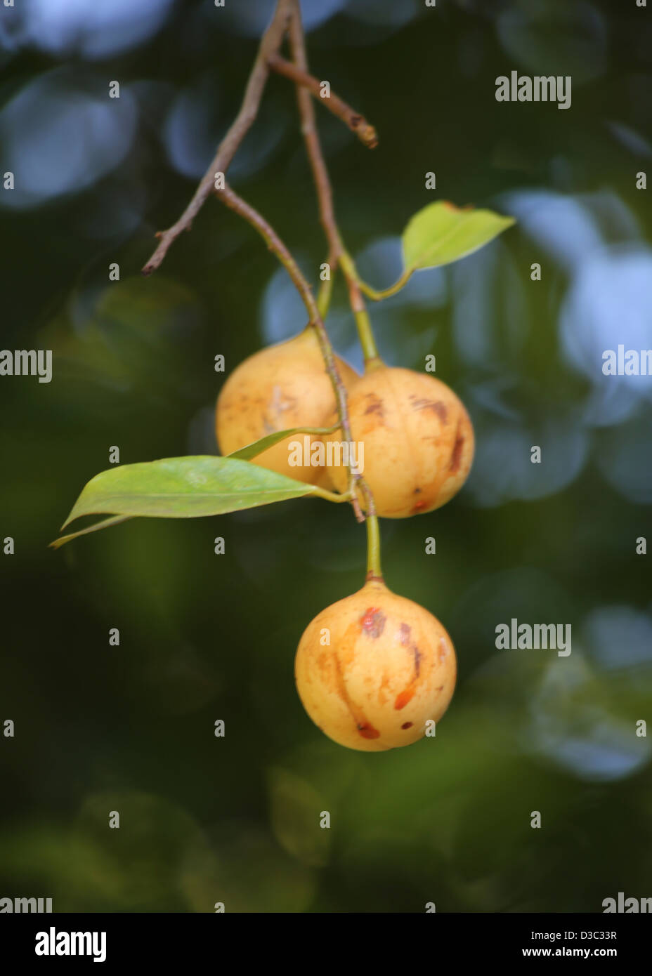 WACHSENDE MUSKATNUSS, TORTOLA Stockfoto