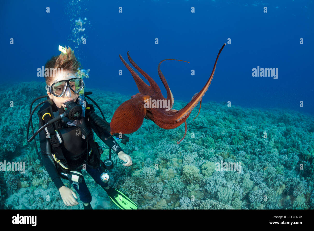 Taucher, Sean Fleetham (MR), bekommt seinen ersten Blick auf einen Tag Krake, Octopus Cyanea, Maui, Hawaii. Stockfoto