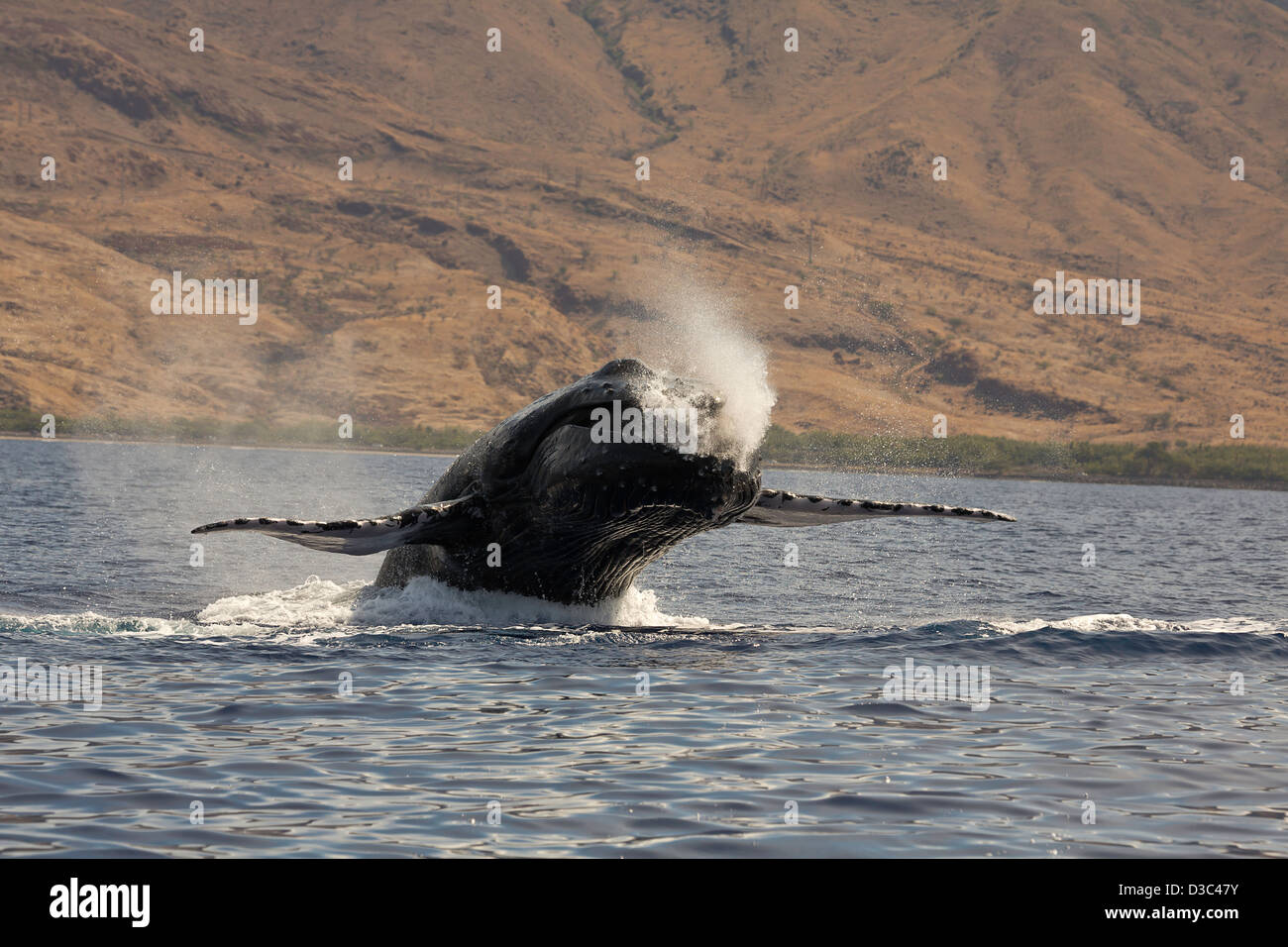 Dagegen verstößt Buckelwal, Impressionen Novaeangliae, Hawaii. Stockfoto