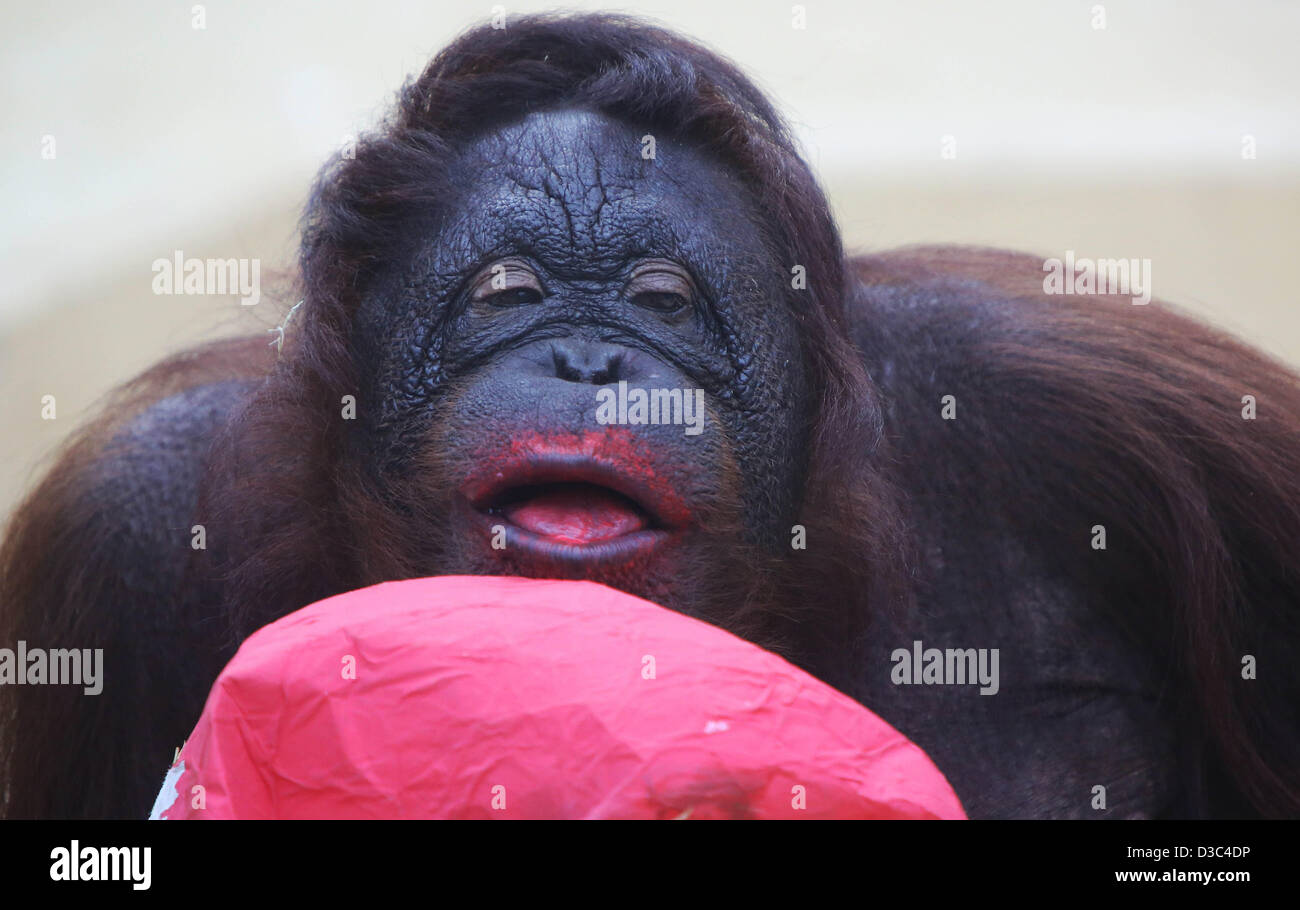 Küssen RHENEN - würdest du mich? Die Orang-Utans Ouwehand Zoo in der niederländischen Stadt erhielt Rhenen Mittwoch, 13. Februar 2013 im Hinblick auf Valentine roten Herzen hergestellt aus Pappmaché. Die Herzen füllten sich mit allerlei Leckereien, aber das Papier selbst war auch sehr lecker. Das Ergebnis: roter Kuss Lippen. Foto: VidiPhoto Dpa - Niederlande Stockfoto