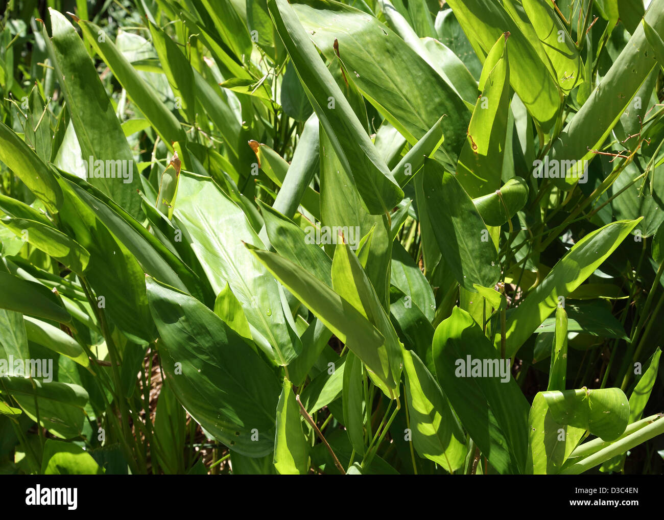 ARROWROOT PFLANZE Stockfoto