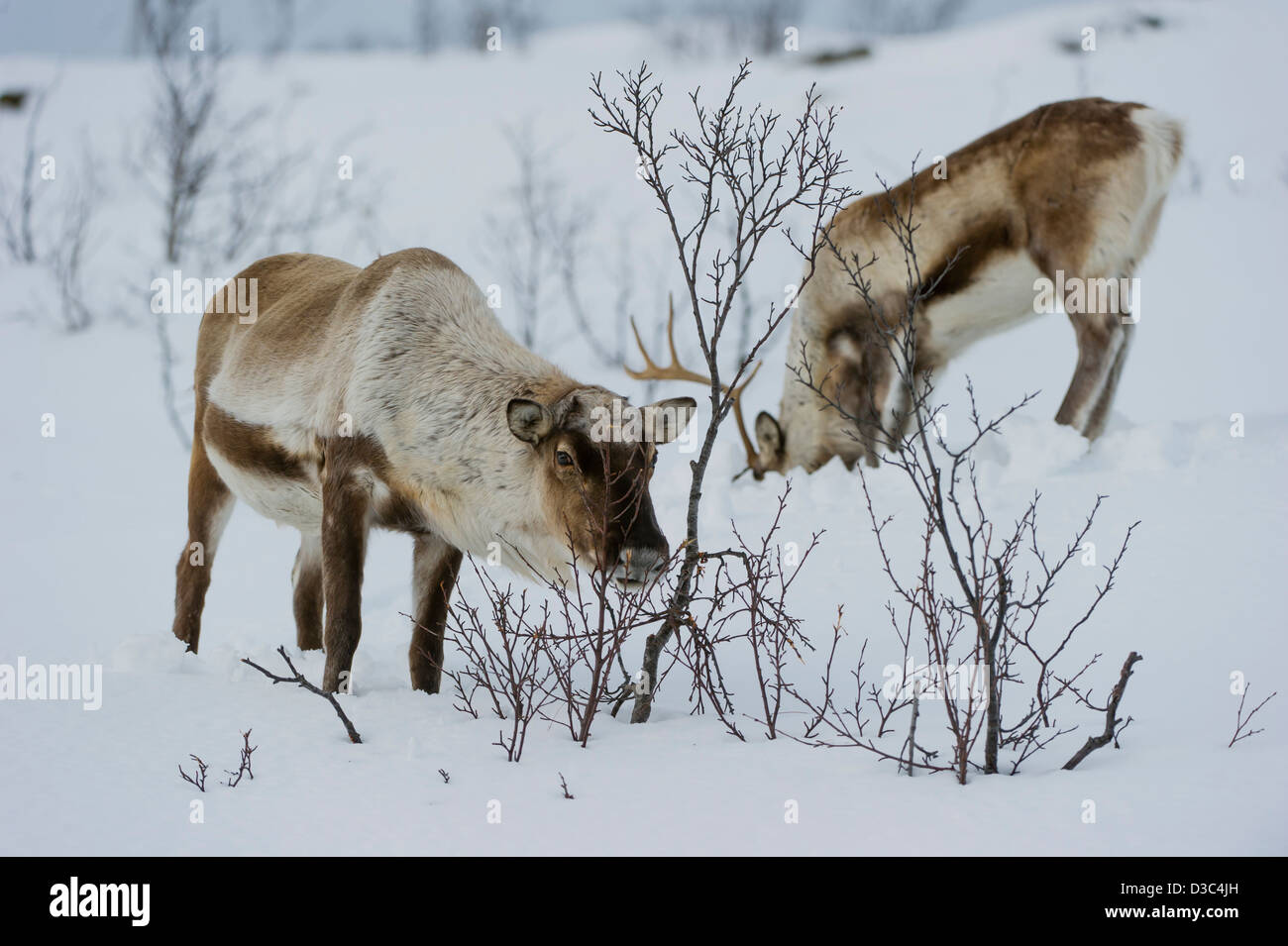 Skandinavische Rentier (Rangifer Tarandus) Vieh auf der Suche nach etwas zu Essen im Winter unter dem Schnee, Tromsø Bereich, Norwegen Stockfoto