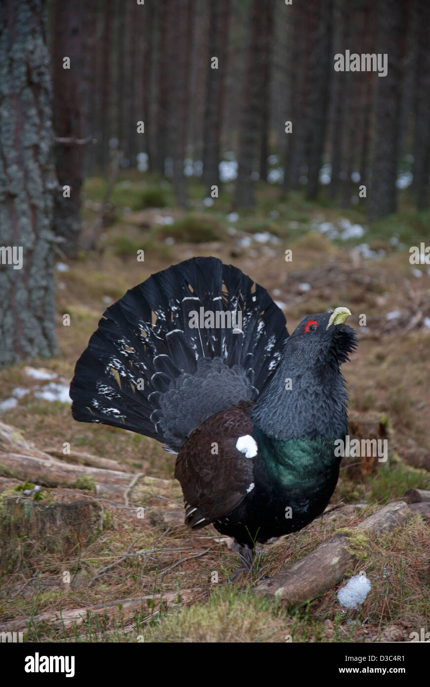 Auerhahn männlichen an der Lek in voller Frühling anzeigen Gefieder.  SCO 8943 Stockfoto