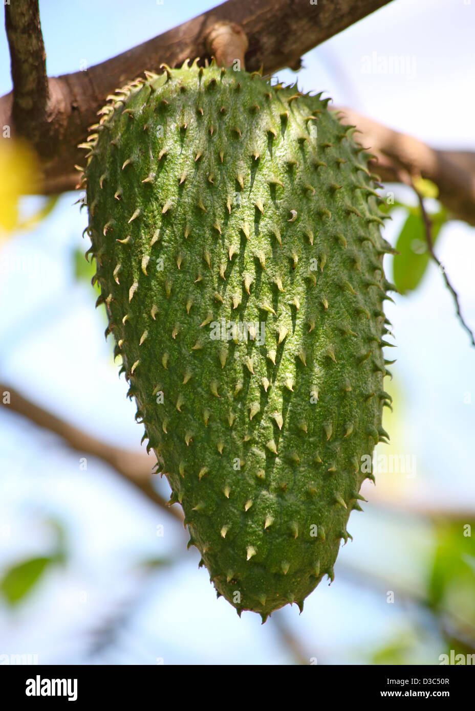 SOURSOP FRÜCHTE Stockfoto