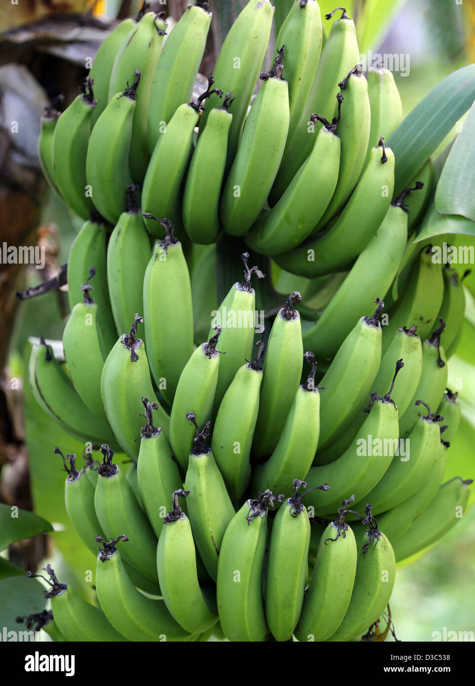 BANANE BAUM, GRENADA Stockfoto