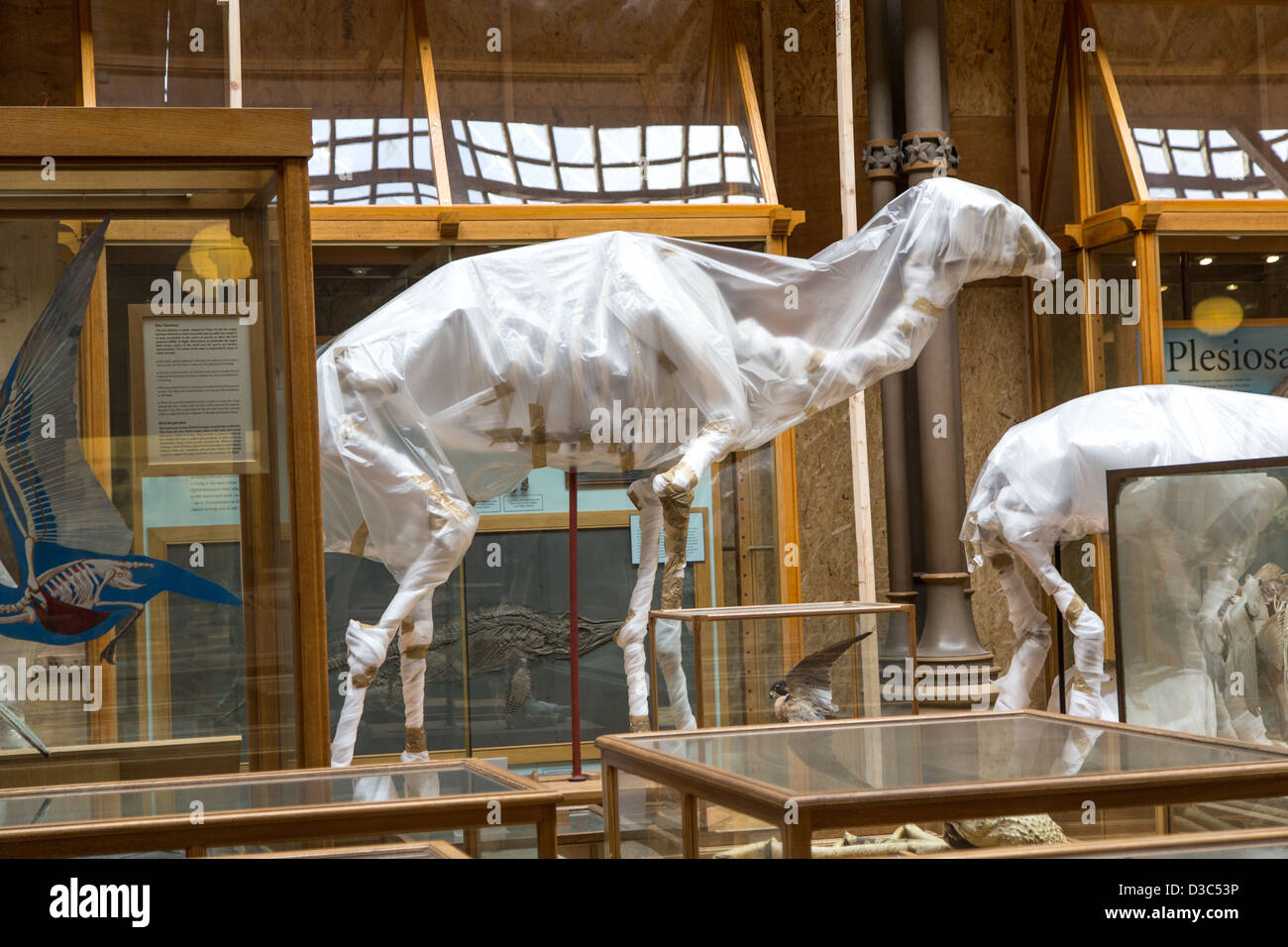 Museum of Natural History, Oxford. Dinosaurier-Skelette eingewickelt bei Museum Restaurierung Februar 2013 Stockfoto