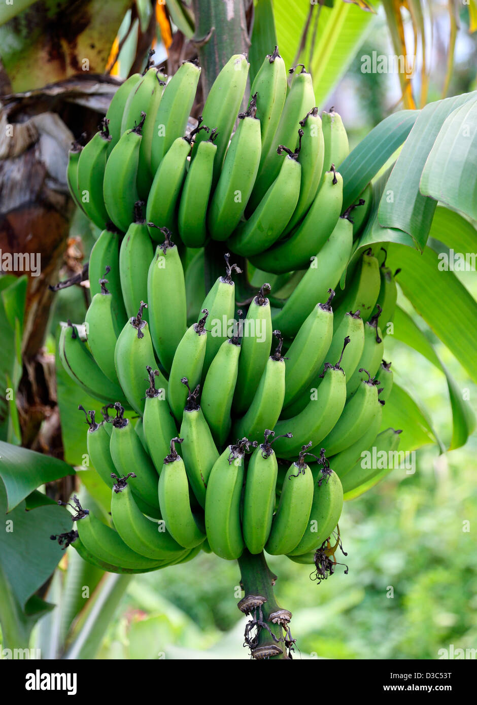 BANANE BAUM, GRENADA Stockfoto