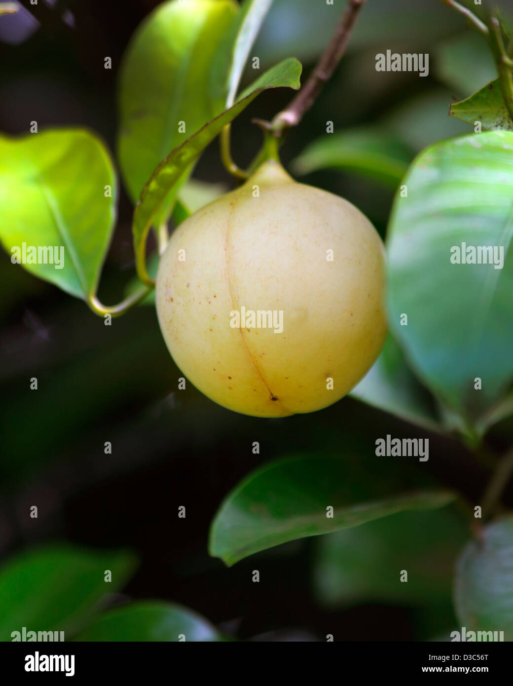 MUSKATNUSS AM BAUM, PERIKARP OBSTBAU Stockfoto