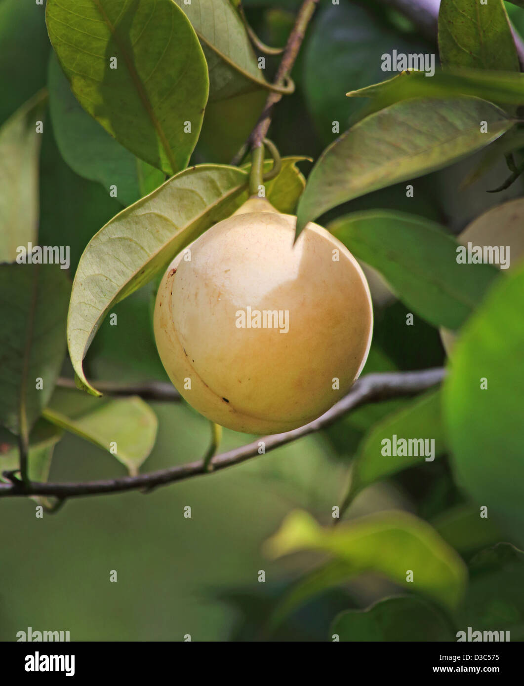 MUSKATNUSS AM BAUM, PERIKARP OBSTBAU Stockfoto