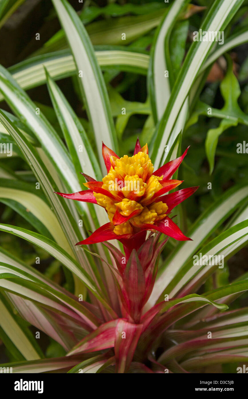 Spektakuläre groß und knallig rote und gelbe Blume (Hochblätter) und grünem und weißem Laub der Bromelie - Guzmanie "Kaoho Feuer" Stockfoto