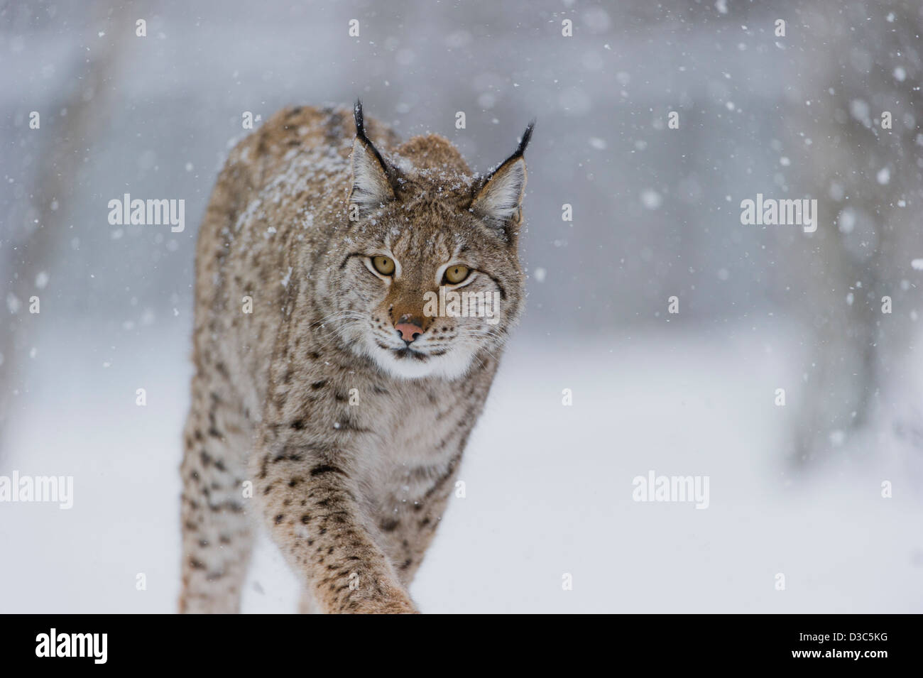 Eurasischer Luchs (Lynx Lynx) in Winterfell über Schnee und unter Schneefall, kontrollierten Bedingungen, Norwegen Stockfoto