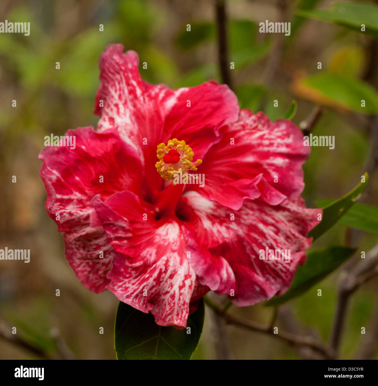 Spektakuläre Magenta Rot Blume mit Spritzern von weiß auf Blütenblätter - Hibiscus Sorte "Red Snow" Stockfoto