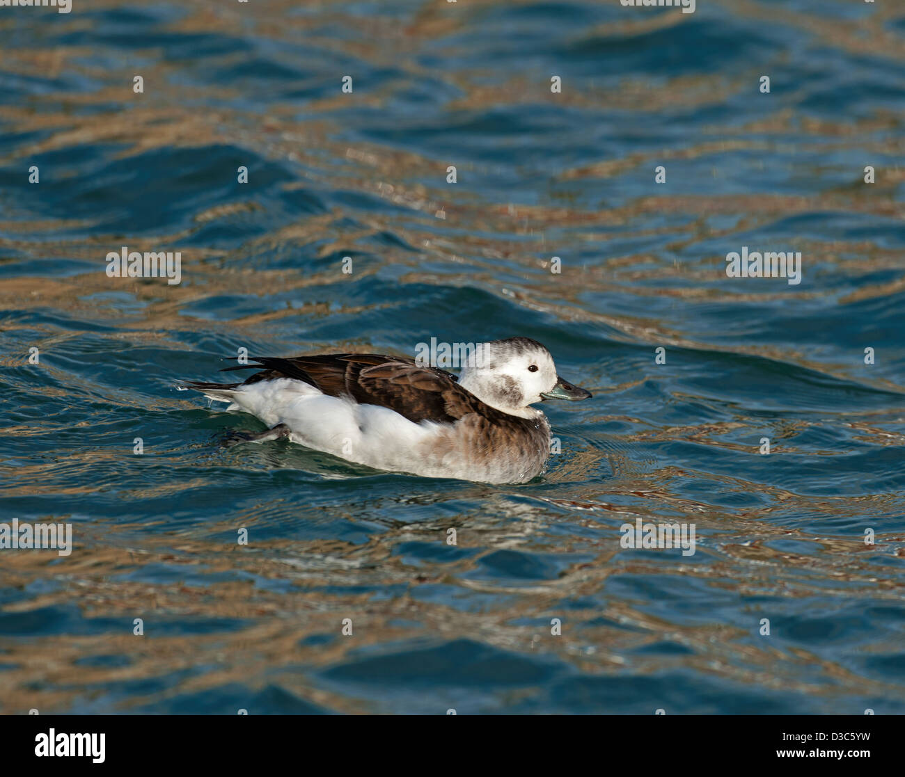Weibliche lange Tailed Ente im Moray Firth, Grampian. Schottland.  SCO 8949 Stockfoto