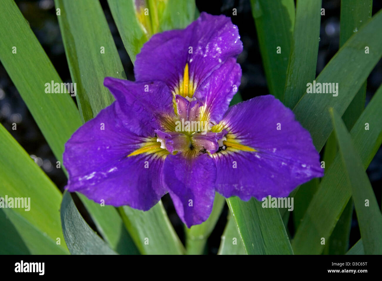 Spektakuläre tief violette Blüten mit gelbem Schlund - Blätter Louisiana-Iris 'Geisha Eyes' - mit blauen aufarbeiten Stockfoto