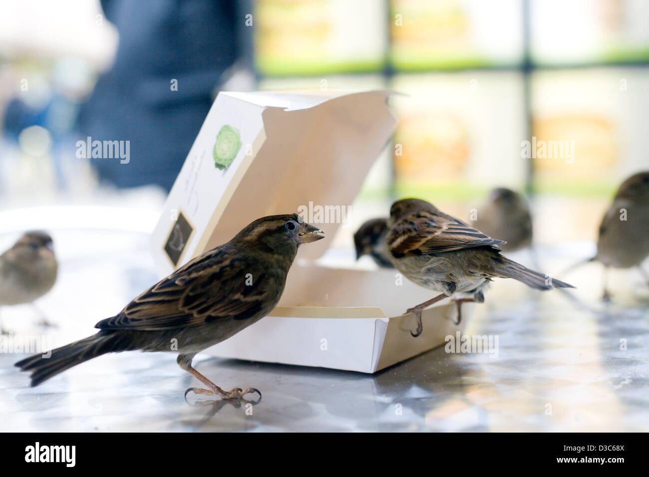 Taube und Kleinvögel Essen ein Mac Chicken Burger auf einem Tisch Stockfoto