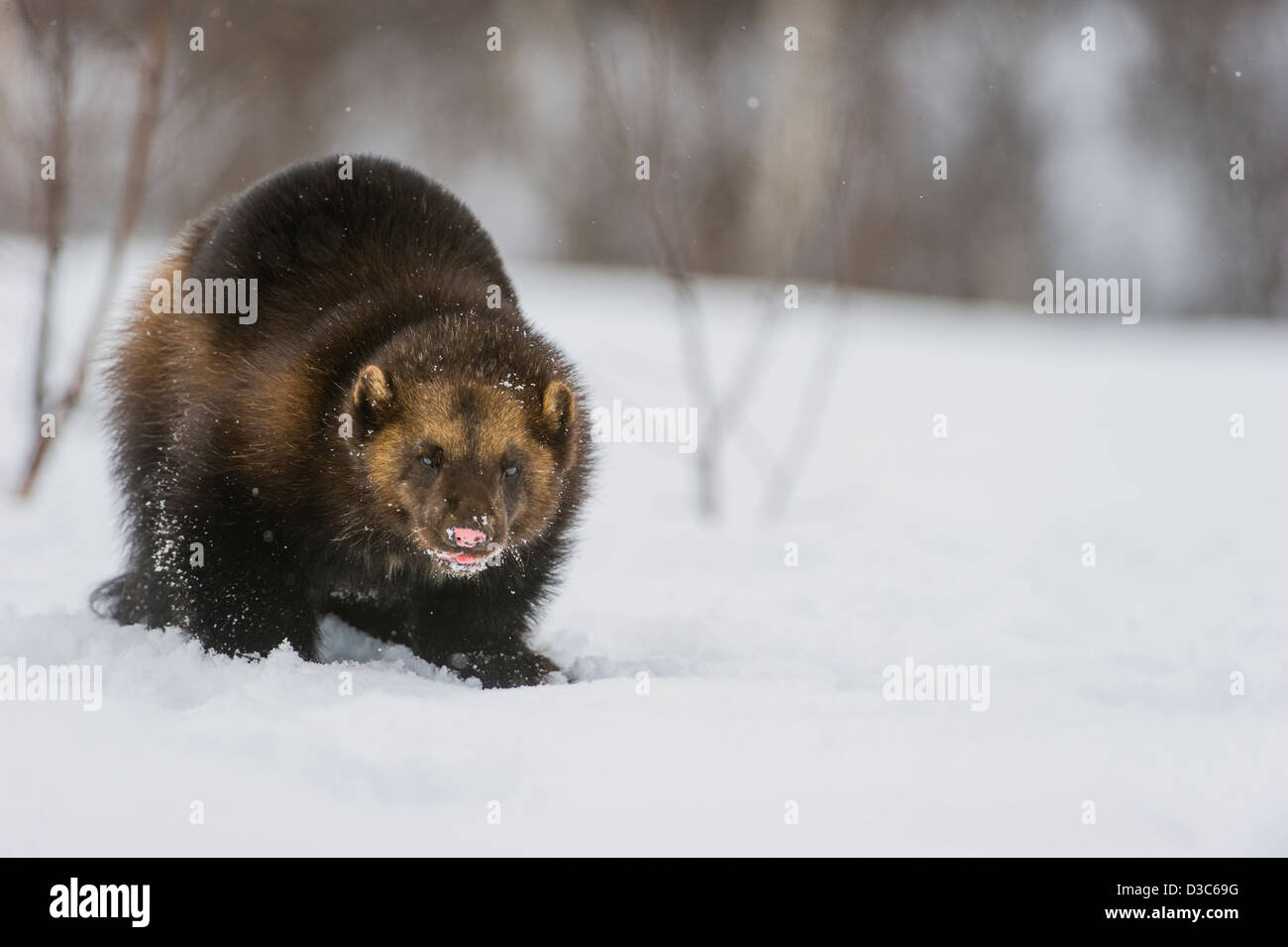 Vielfraß (Gulo Gulo) im Winter, auf Schnee und unter Schneefall, kontrollierten Bedingungen, Norwegen Stockfoto