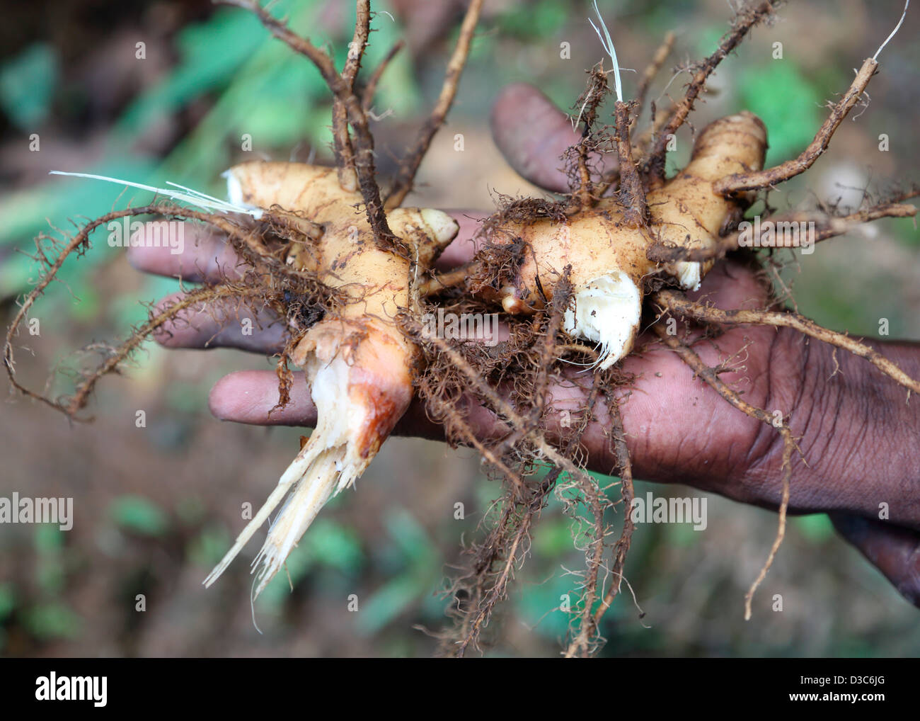 FRISCHEN INGWER KARIBIK WURZEL Stockfoto