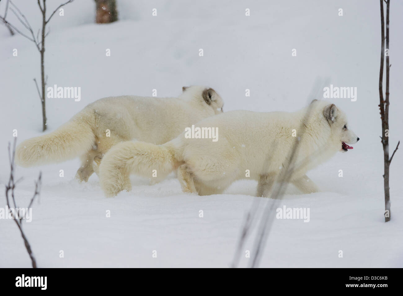 Polarfuchs (Vulpes Lagopus) im Winter weiße cremige Pelz, unter Schneefall und unter kontrollierten Bedingungen, Norwegen Stockfoto