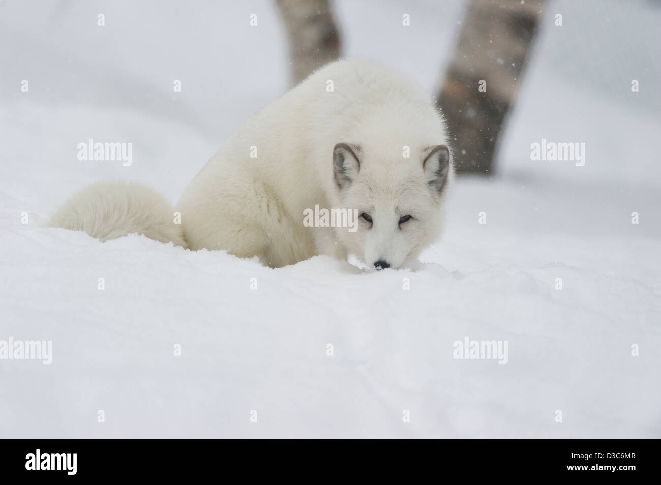 Polarfuchs (Vulpes Lagopus) im Winter weiße cremige Pelz, unter Schneefall und unter kontrollierten Bedingungen, Norwegen Stockfoto