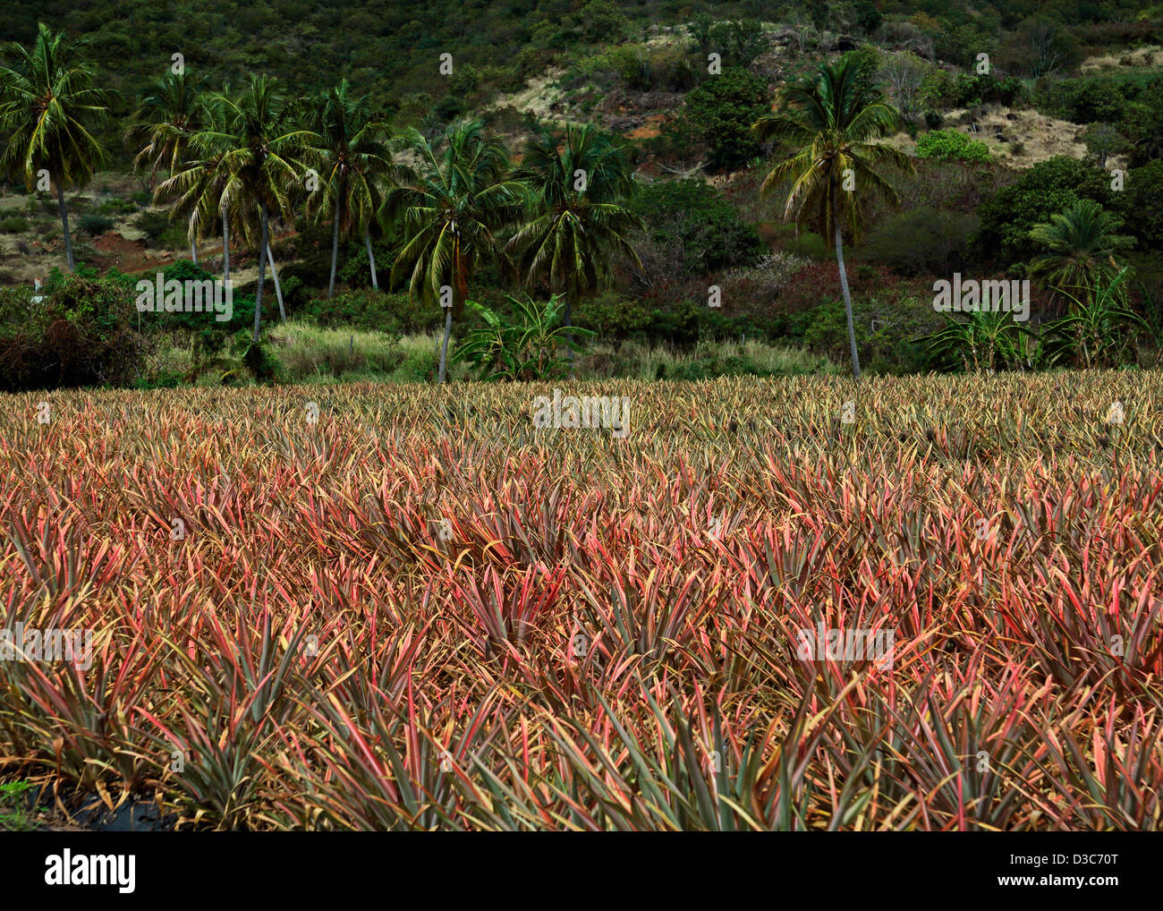 KARIBISCHE ANANAS-FELD Stockfoto