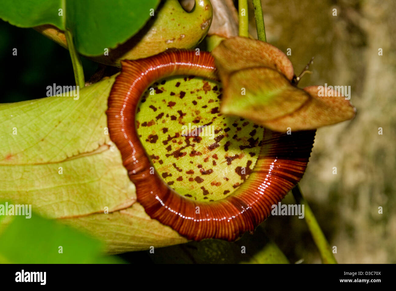 Nahaufnahme eines großen klaffenden Mund- und gesprenkelt von Nepenthes Sibuyanensis X truncata-fleischfressende Kannenpflanze Stockfoto