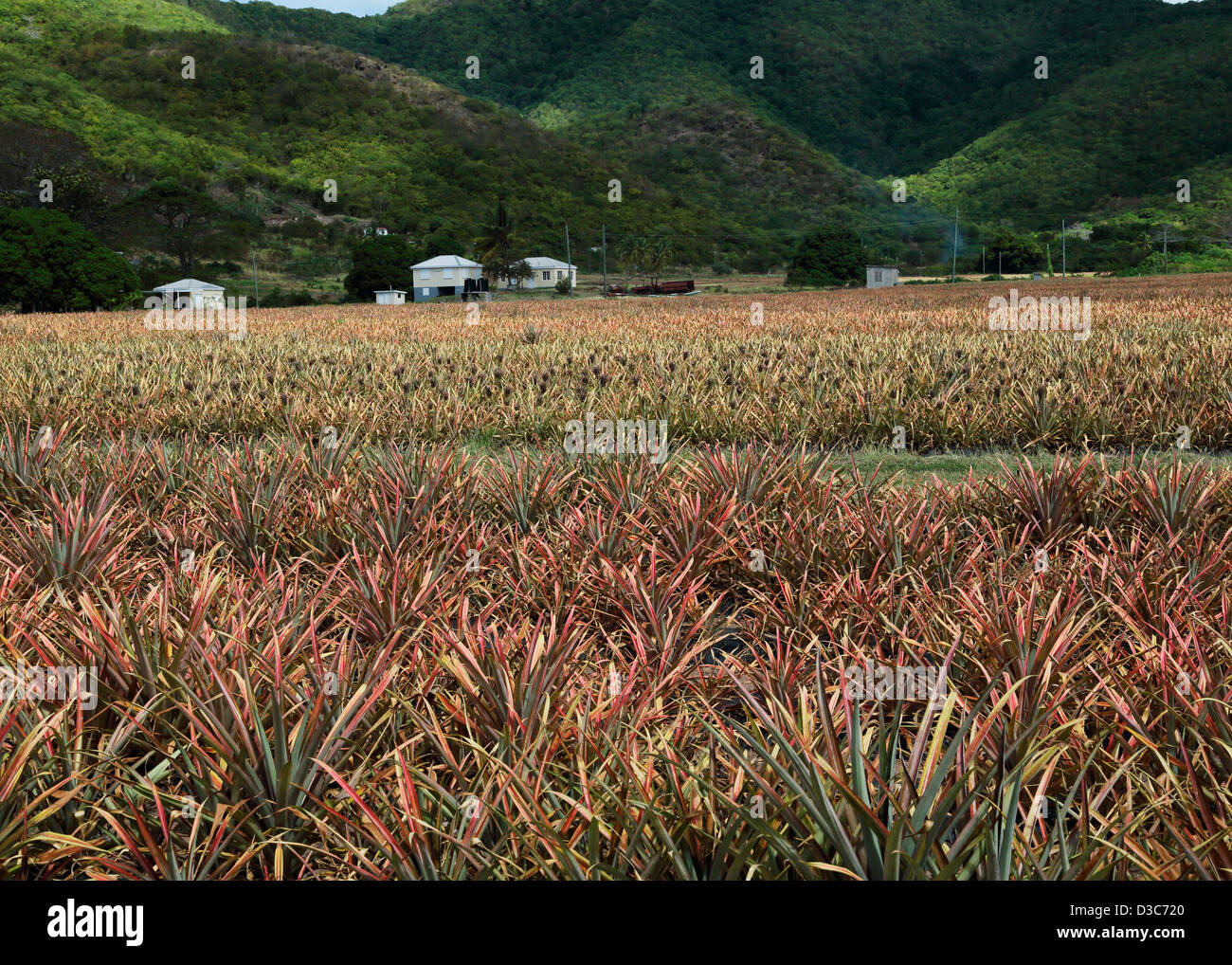 KARIBISCHE ANANAS-FELD Stockfoto