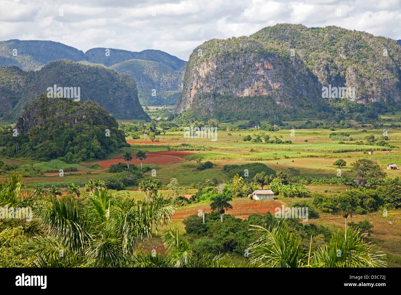 Traditionelle Landwirtschaft im Viñales-Tal / Valle de Viñales in der Sierra de Los Organos, Pinar del Río, Kuba, Caribbean Stockfoto