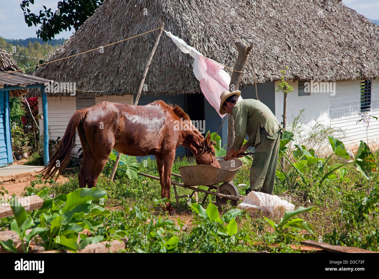 Landwirt und eines Pferdes am traditionellen Bauernhof im Viñales-Tal / Valle de Viñales in der Sierra de Los Organos, Pinar del Río, Kuba Stockfoto