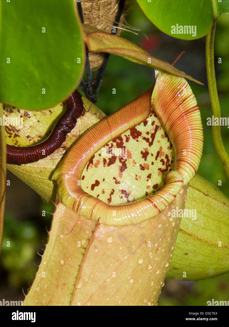 Große hängende Krug und klaffende Mund von Nepenthes Sibuyanensis X truncata-sommersprossigen fleischfressende Kannenpflanze mit Regentropfen Stockfoto