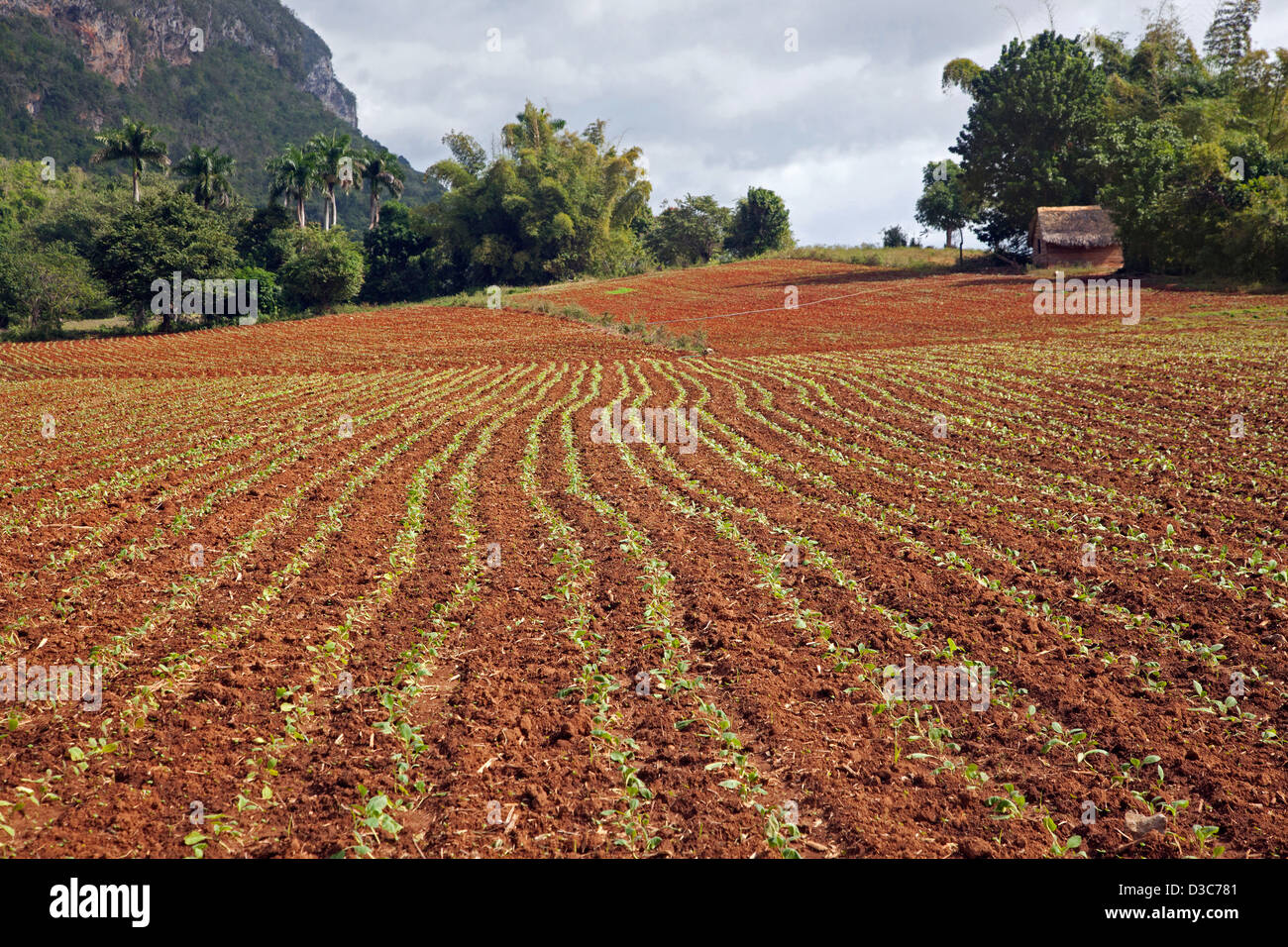 Tabak-Plantage im Viñales-Tal / Valle de Viñales, Sierra de Los Organos, Pinar del Río, Kuba, Caribbean Stockfoto