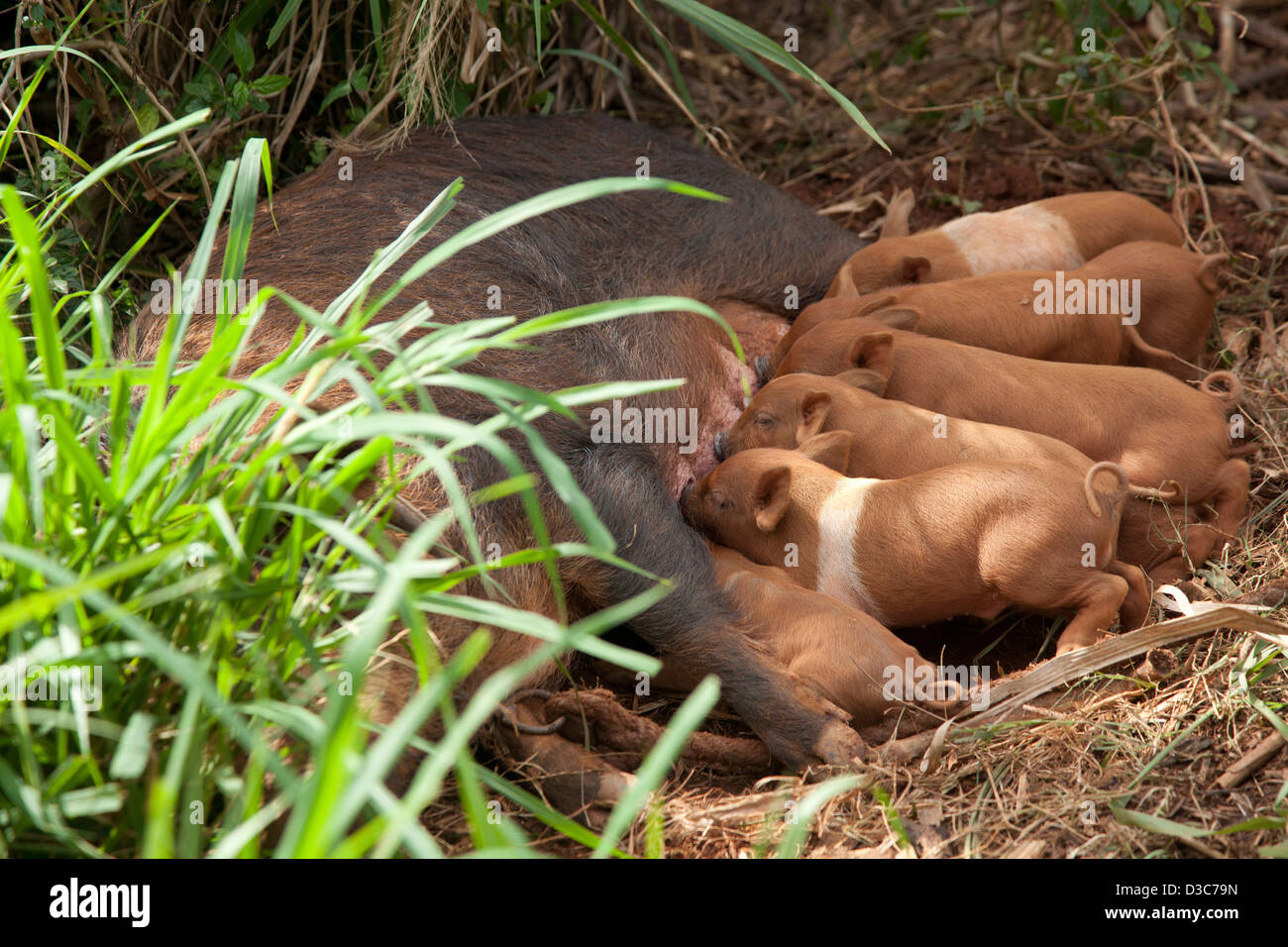 Hausschwein Spanferkel Ferkel auf Ackerland im Viñales-Tal / Valle de Viñales, Sierra de Los Organos, Pinar del Río, Kuba Stockfoto