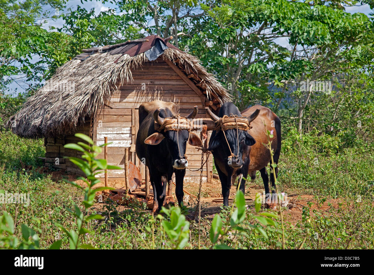Team von Ochsen und Hütte auf Tabak-Plantage im Viñales-Tal / Valle de Viñales, Sierra de Los Organos, Pinar del Río, Kuba Stockfoto