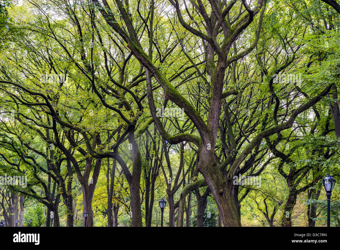 Central Park in Manhattan, New York City Stockfoto