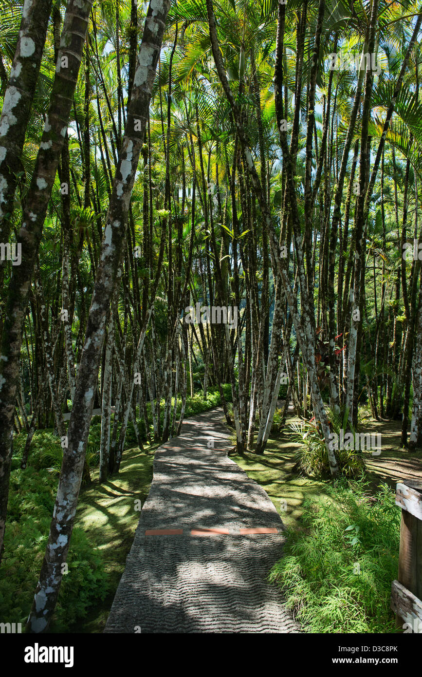 Martinique jardin de balata Fotos und Bildmaterial in hoher Auflösung