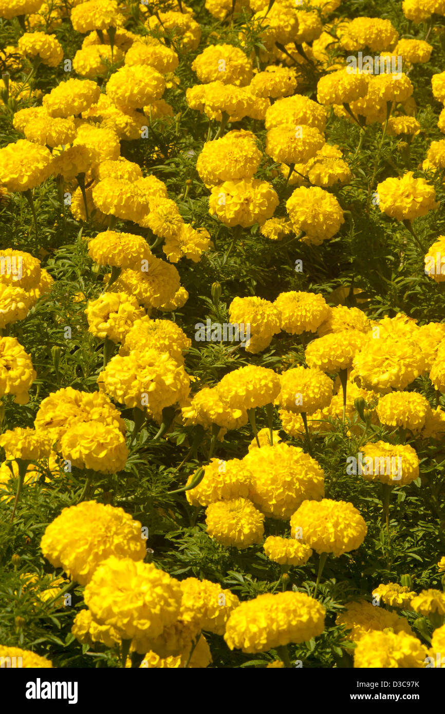 Teile der leuchtend gelben Blüten der afrikanischen Ringelblumen - Tagetes Erecta Hybrid - beliebte jährliche Garten Beetpflanzen Stockfoto