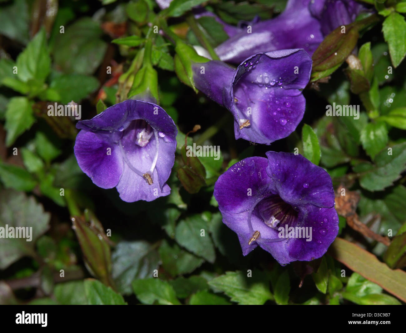 Cluster von Tiefviolette Blüten und helles Laub von Torenia "Blue Magic" ein Bodendecker / Steingarten Pflanzen. Stockfoto