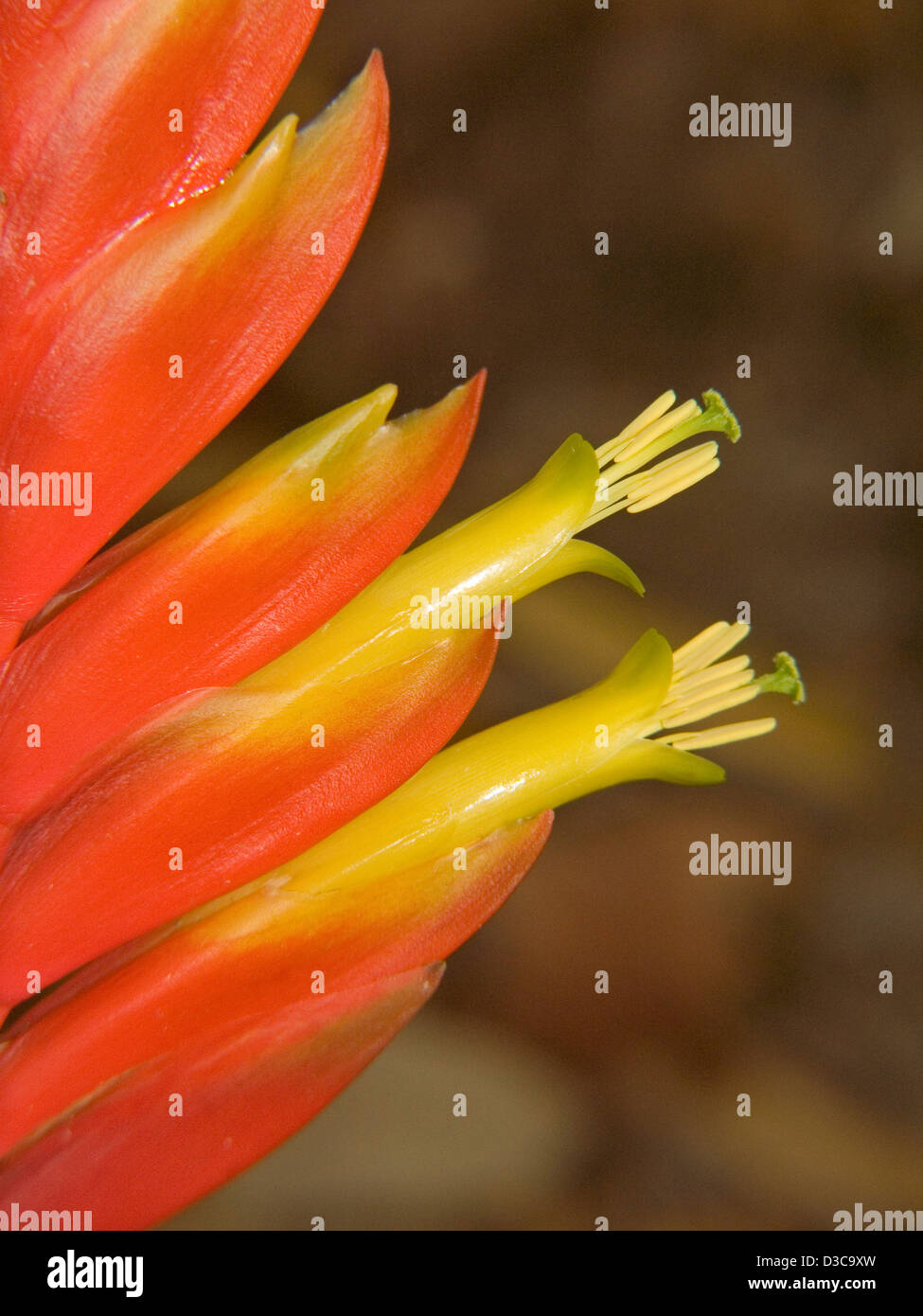 Nahaufnahme von orange und gelbe Hochblätter und Blumen von Vriesia Mariae - eine Bromelie Stockfoto