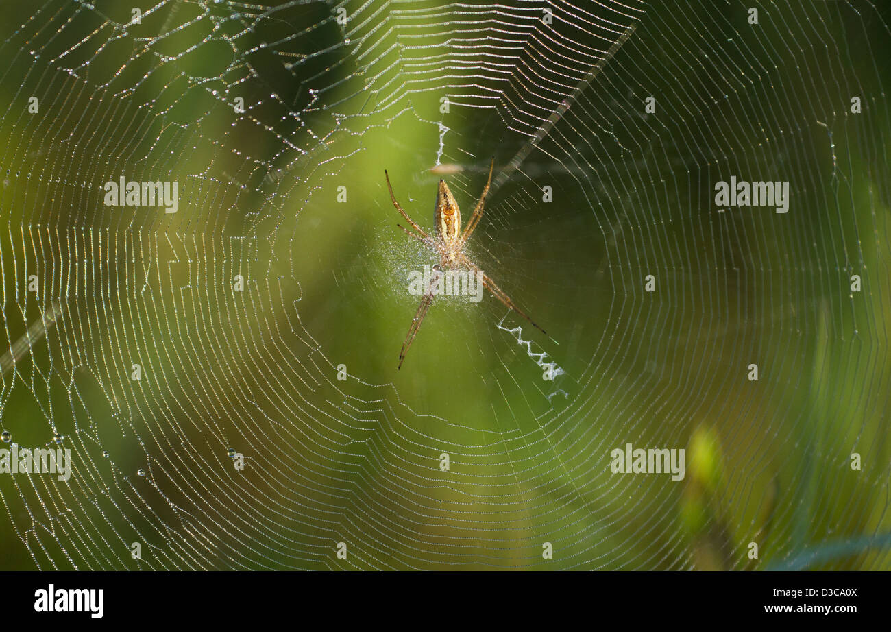 Wasp Spider eine Web im Morgenlicht zu machen. Stockfoto