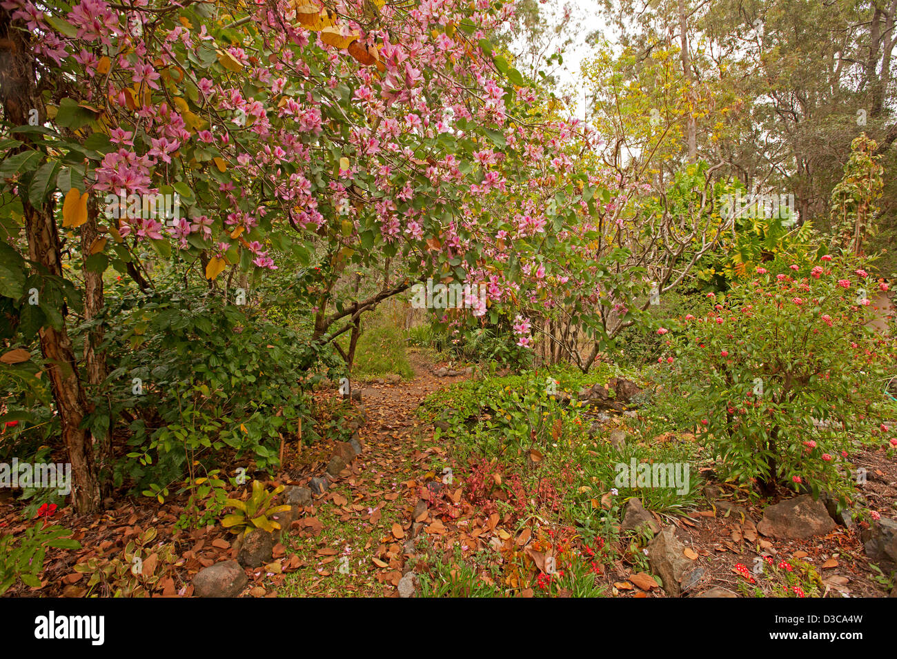 Leuchtend rosa Blüten von Bauhinia Variegata - mit Herbstlaub verstreut im Garten im Schatten von diesem schönen Baum Stockfoto