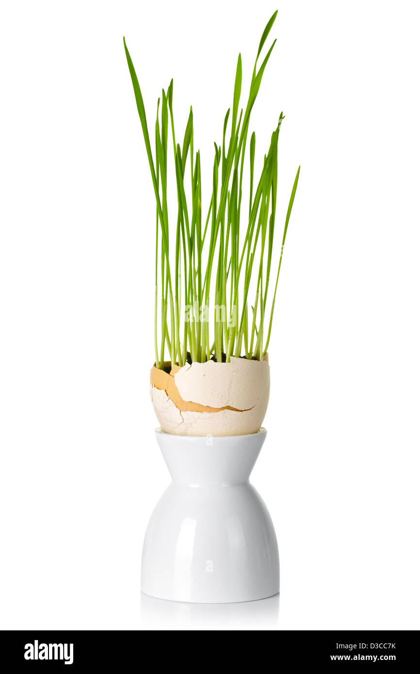 Ostern grünen Rasen in Schaleneier auf weißem Hintergrund. Kunst-Konzept Stockfoto
