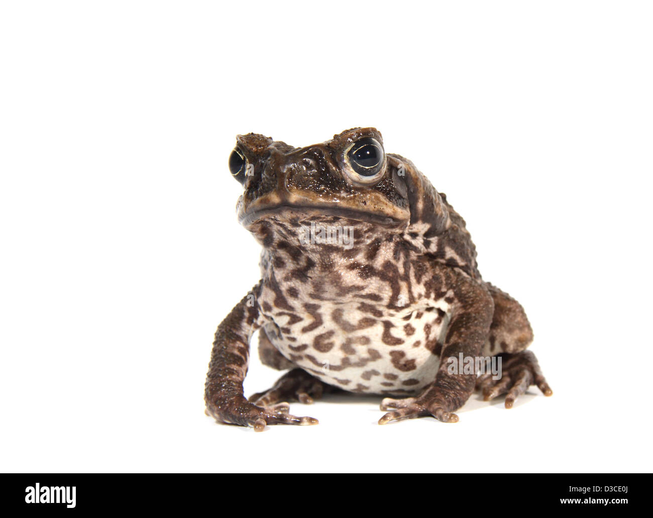 Cane Toad fotografiert in einem Studio geeignet für Ausschnitt Stockfoto