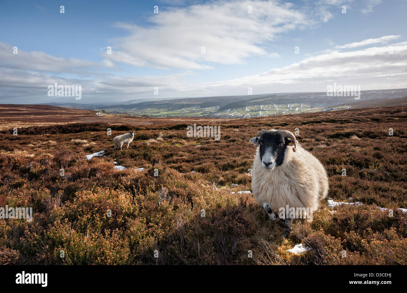 Schafe im Winter in Weiden öffnen Moorland in North York Moors, Glaisdale, Yorkshire, England. Stockfoto