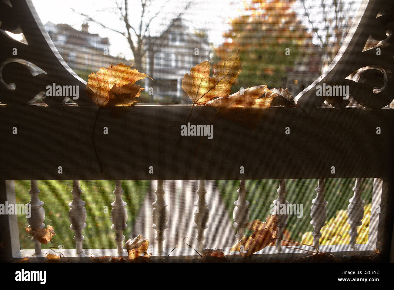 Bunte Herbst Blätter in Bildschirm Tür stecken. Stockfoto