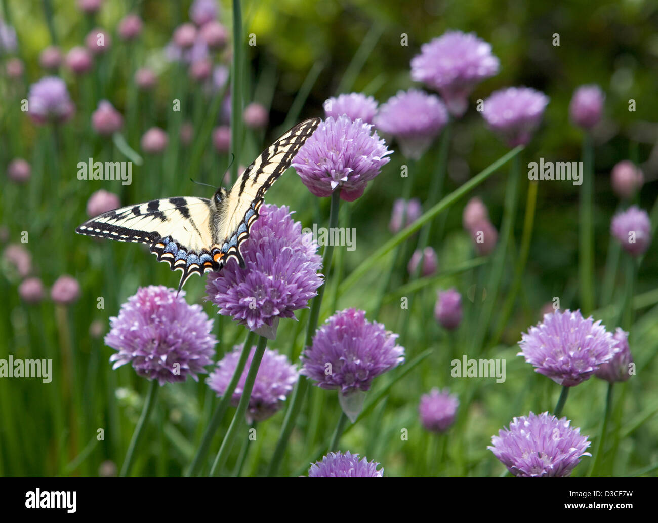 Blühender Schnittlauch mit einem goldenen Monarch-Schmetterling Stockfoto